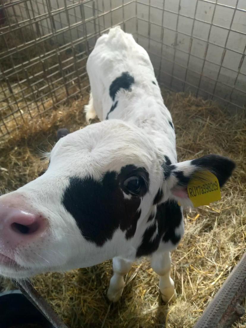 Работа в животноводческом хозяйстве Орловской области. Внедрение кормовых