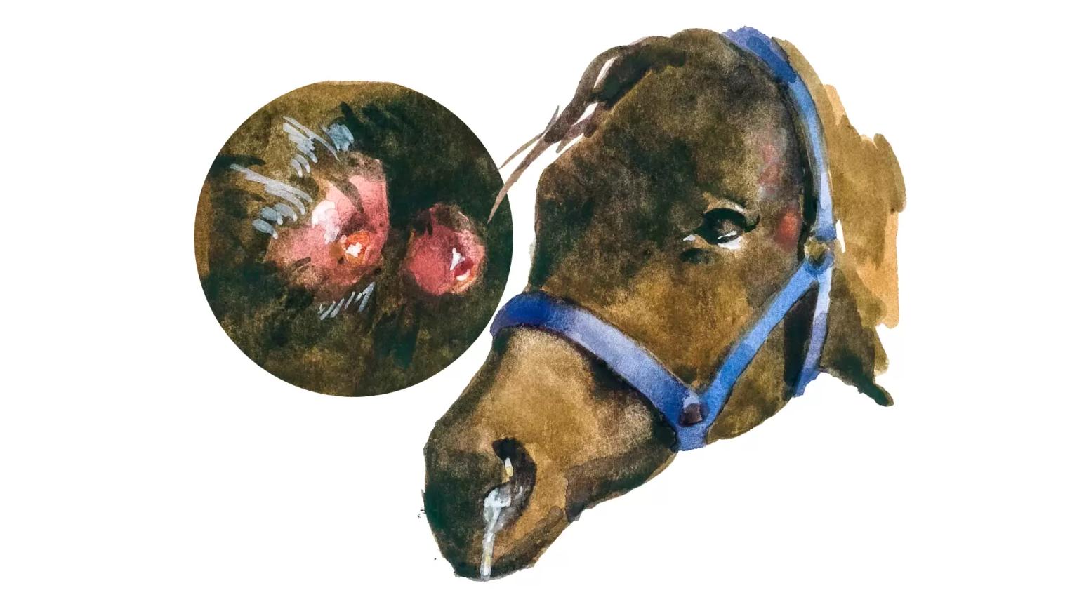 Мыт - инфекционная болезнь лошадей