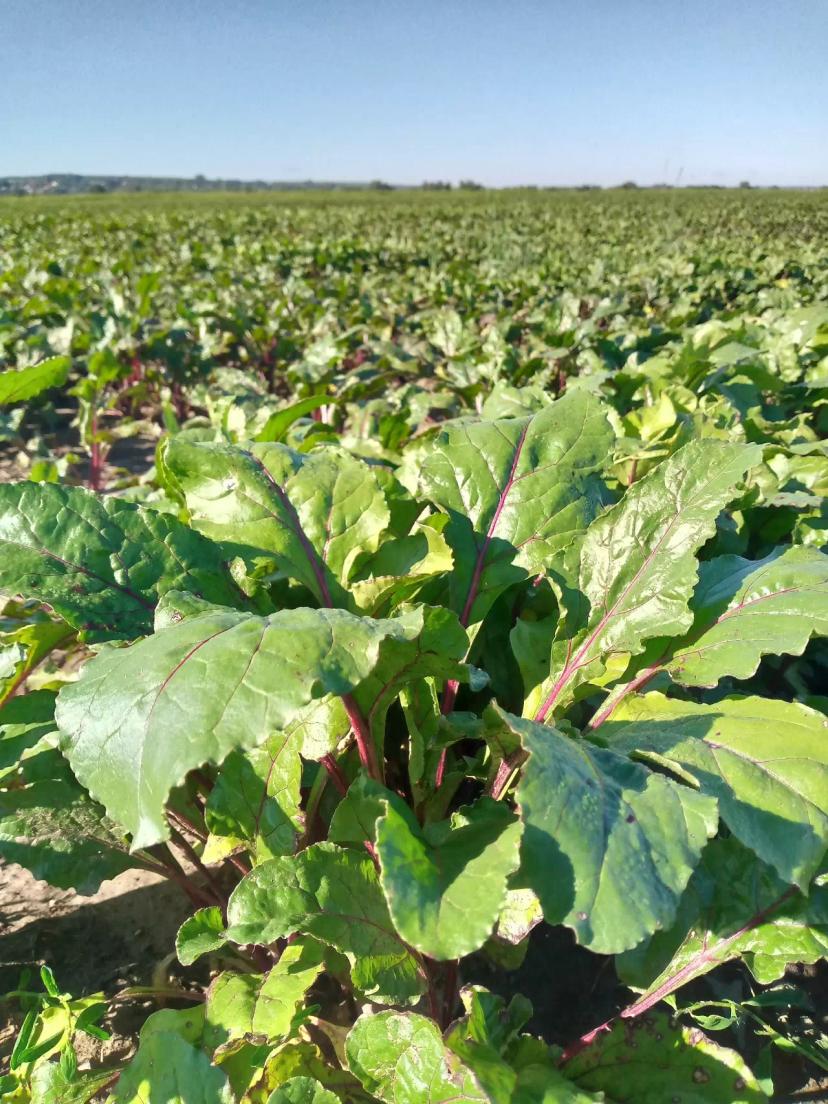 Свекла на полях Московской области