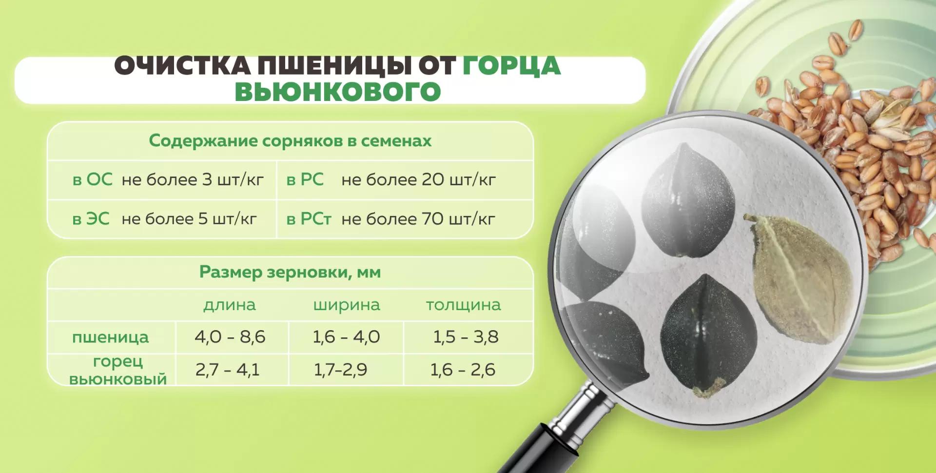 Очистка пшеницы от горца вьюнкового