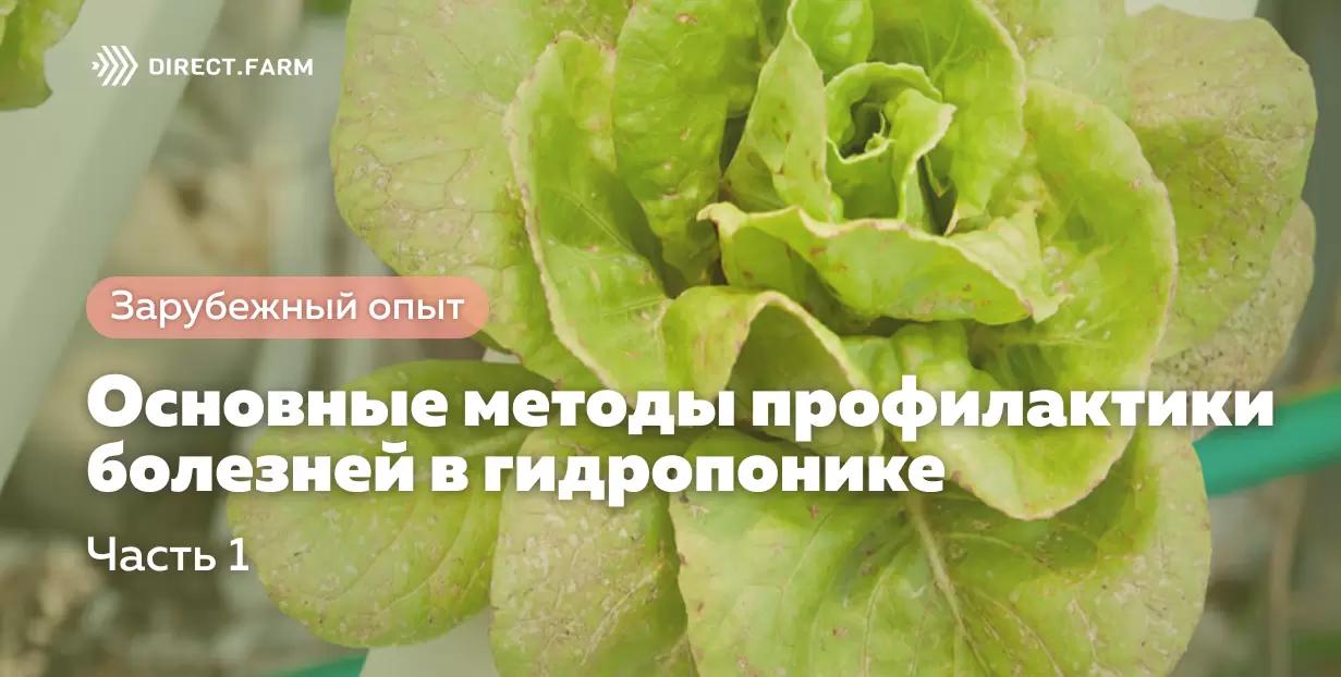 Гидропоника: основные методы профилактики болезней. Часть 1. Частые болезни