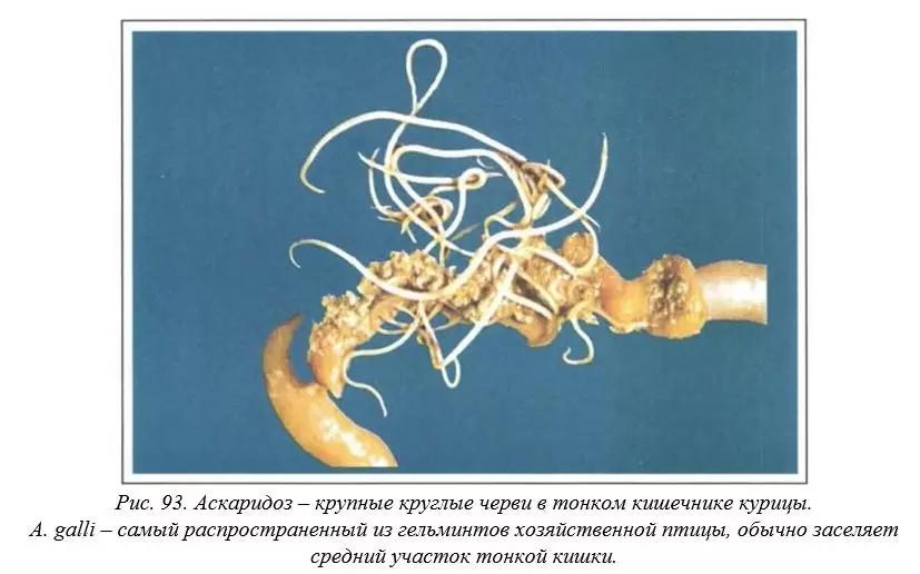 Вегад - Атлас болезней птицы. Ч. 19. Аскаридоз