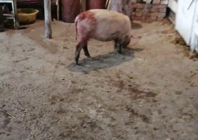 Из-за чего отмечается каннибализм у свиней?