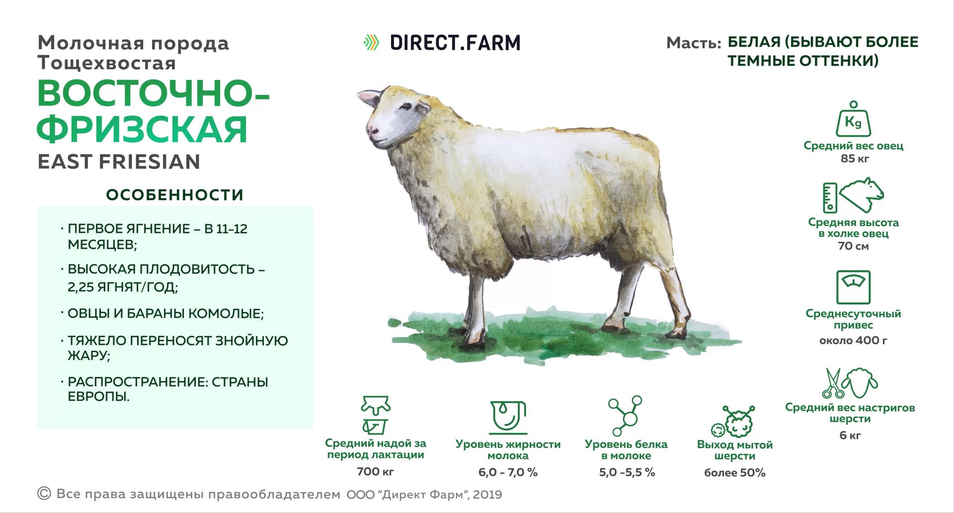 Восточно-фризская порода овец: масть, плодовитость, распространение,  содержание, преимущества