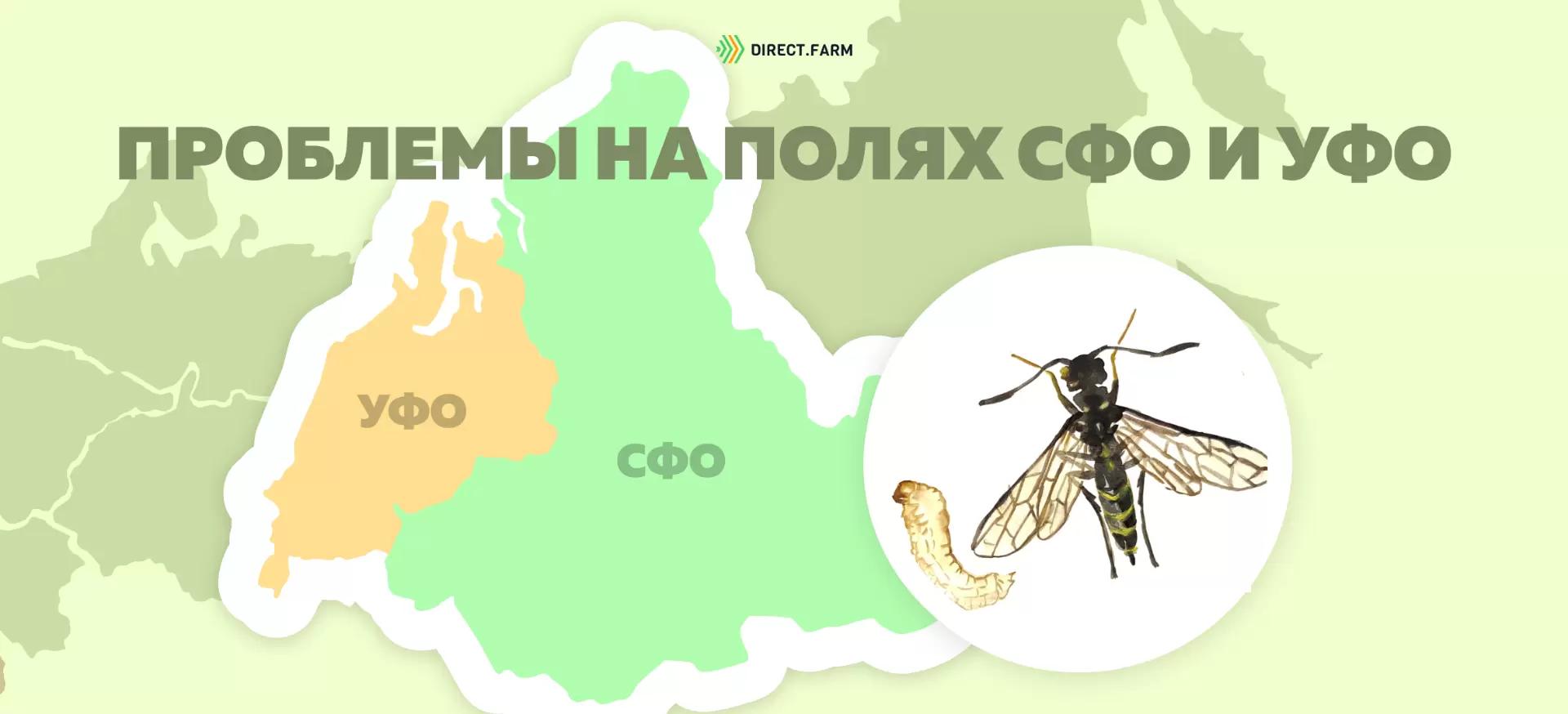 Угроза: Обыкновенный хлебный пилильщик