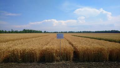 Юбилейная 100 сорт мягкой озимой пшеницы