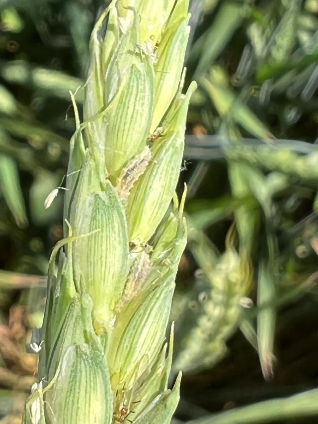 Озимая пшеница