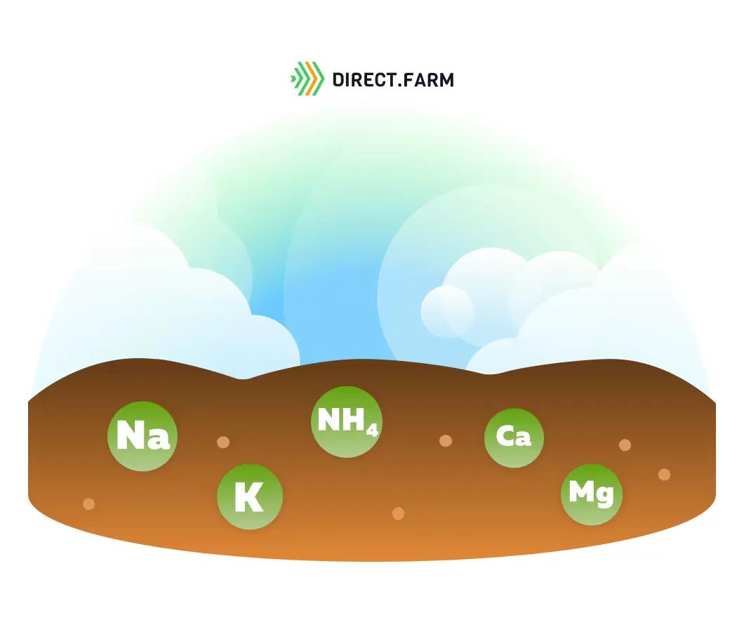 На что влияет насыщенность почв основаниями?