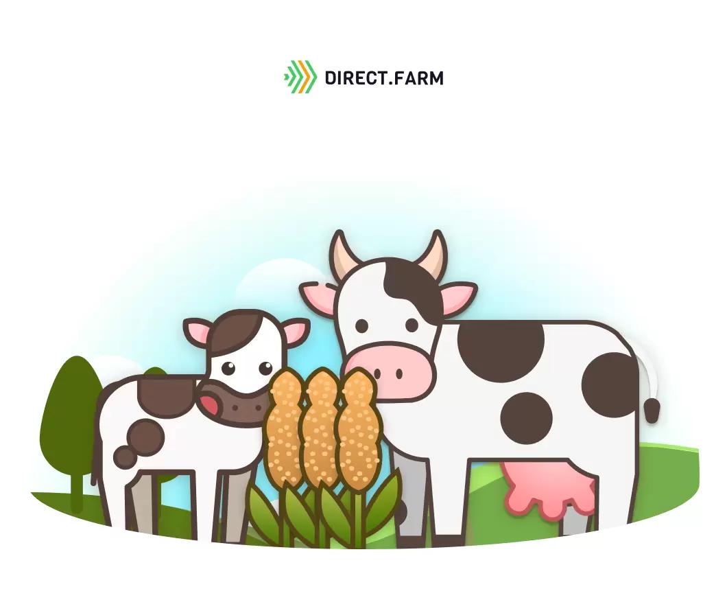 Как кормить КРС сорго?