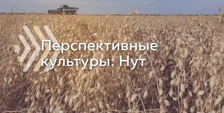 Почему нут стал перспективной культурой?