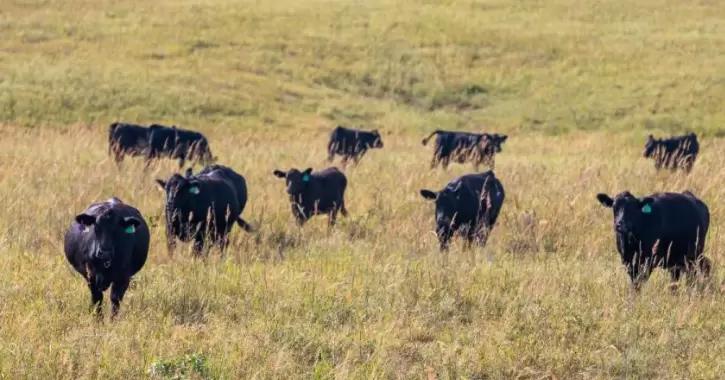 Опасность и последствия анаплазмоза