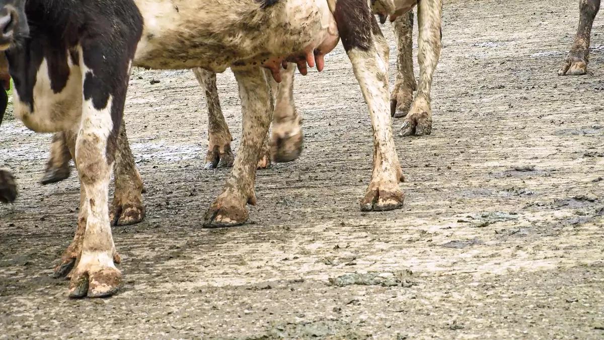 Вопросы из чатов: как справиться с болезнью Мортелларо?