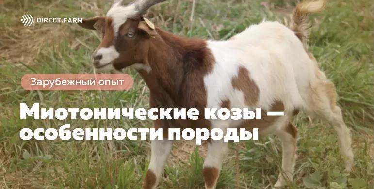 Миотонические козы — особенности породы