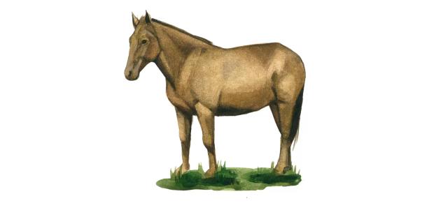 Кушумская порода лошадей