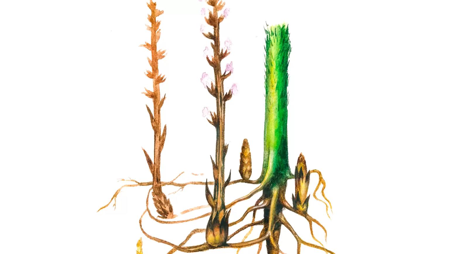 Заразиха подсолнечная (кумская, волчок)