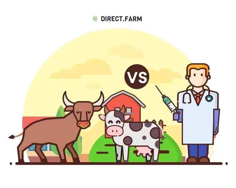 Как правильно организовать осеменение животных?