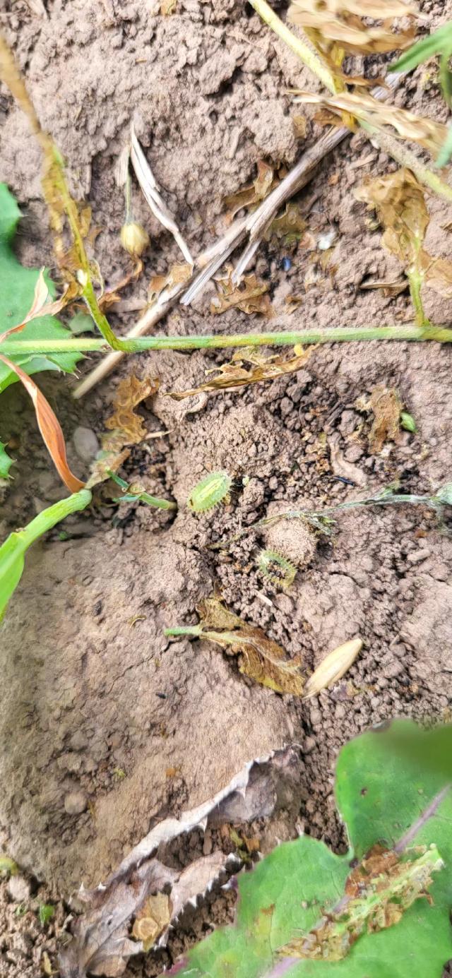 Кто знает, что за зверь?