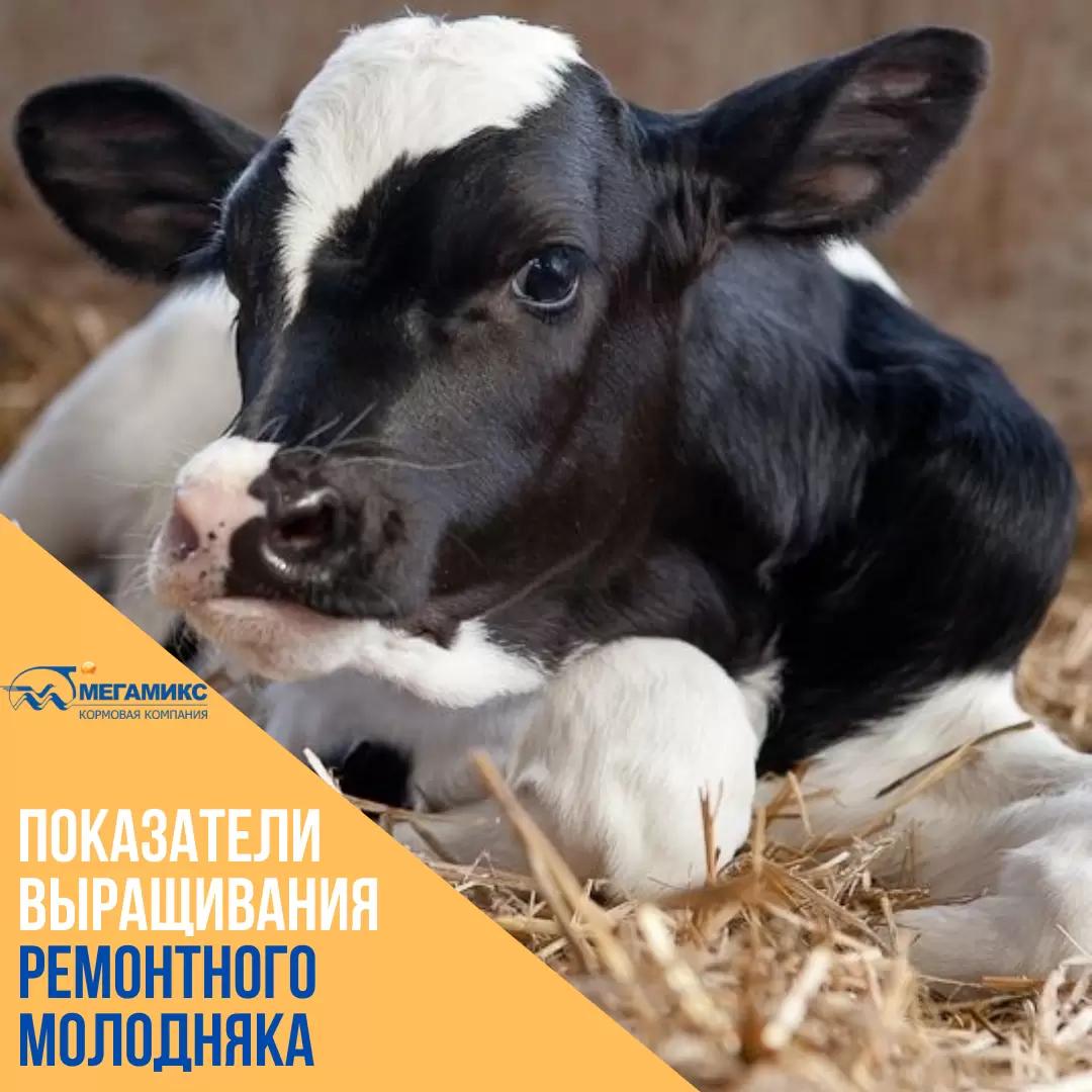 🐄Как выращивать молодняк быстро и интенсивно?