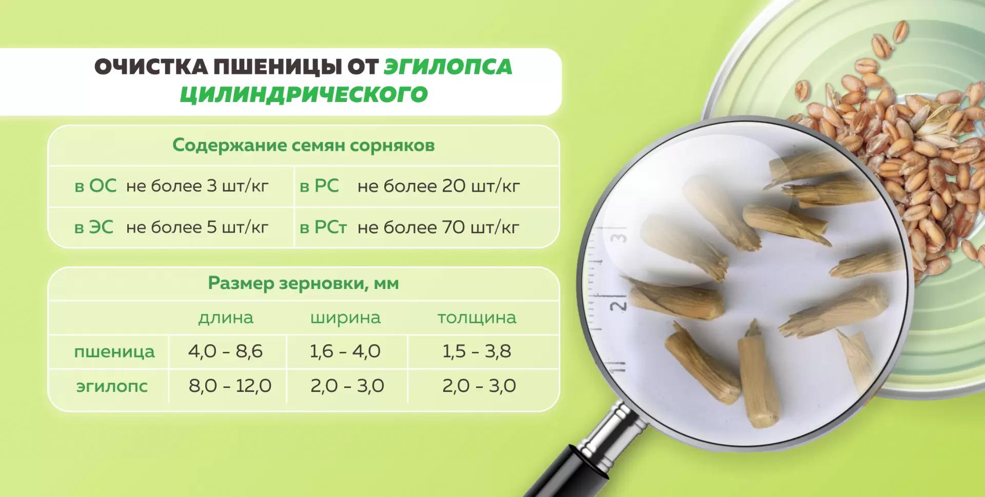 Очистка пшеницы от Эгилопса цилиндрического
