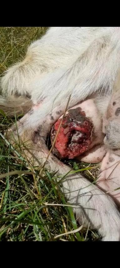 Вопросы из чатов: как лечить вымя козы?