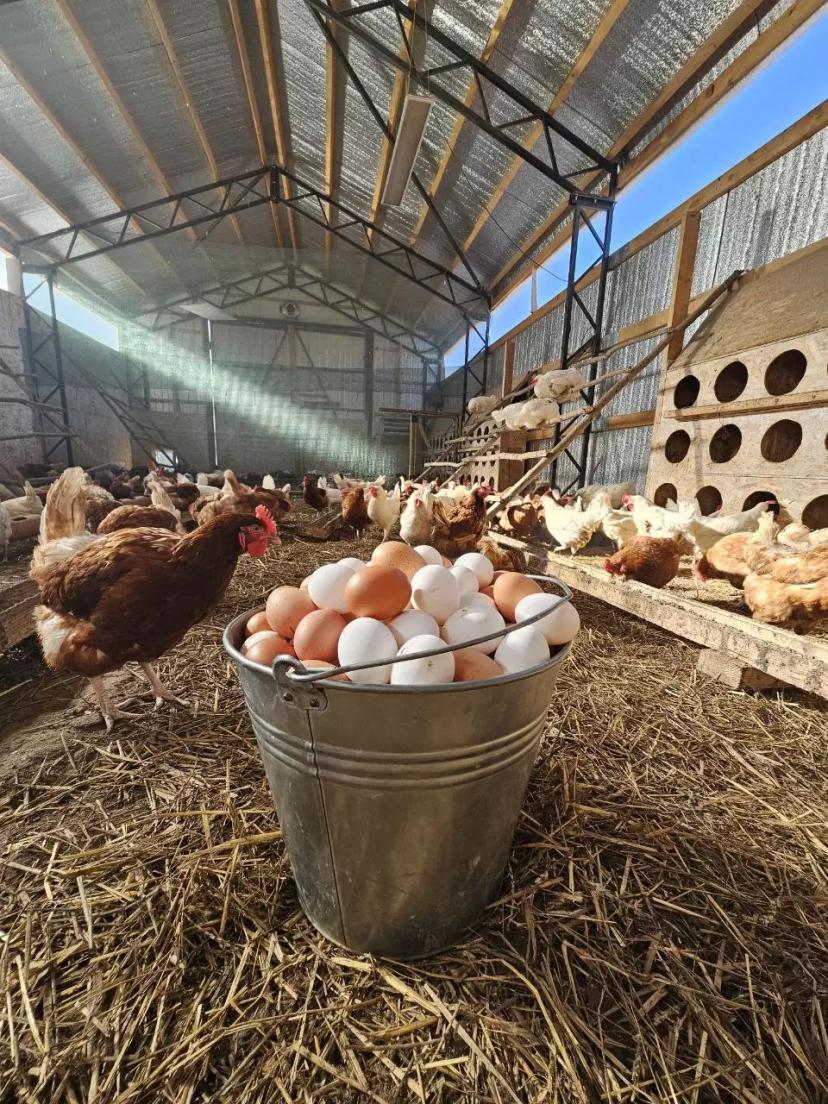 Всем такой яйценоскости!