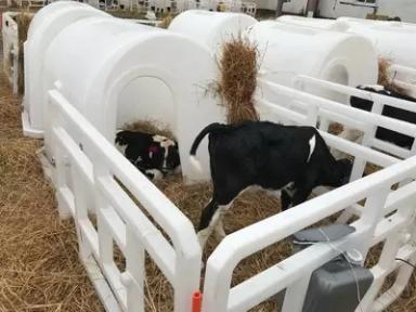 Предлагаем индивидуальные пластиковые домики для телят из пищевого полиэтилена