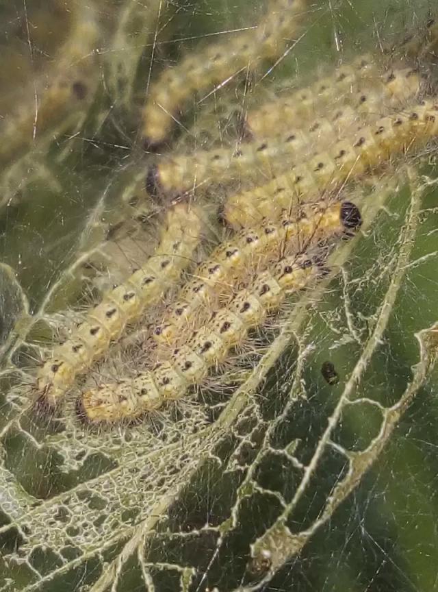 Американская белая бабочка