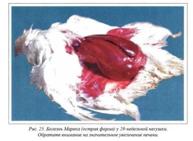 Вегад - Атлас болезней птицы. Ч. 3. Болезнь Марека