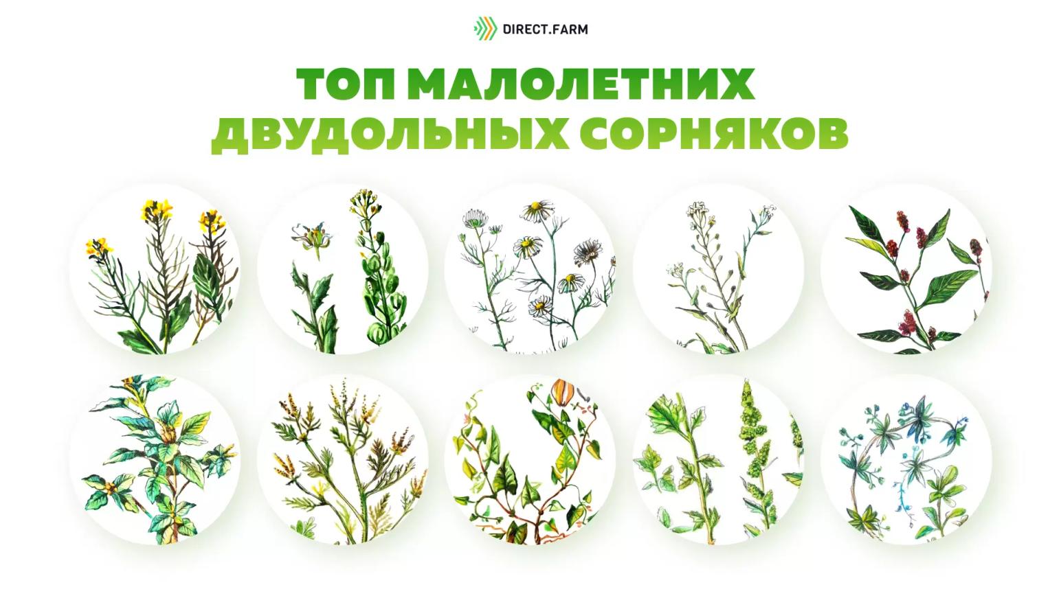 ТОП-12 малолетних двудольных сорняков