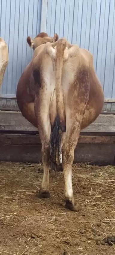 Вопросы из чатов: почему у коровы вздулся рубец и брюшная полость?