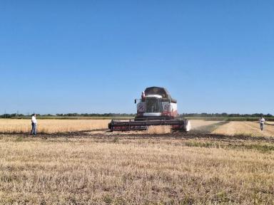 Пшеница завершила дистанцию на орошении и богаре на Агрополигоне "Приволжье"