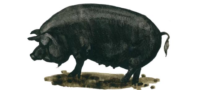 Гвинейская порода свиней