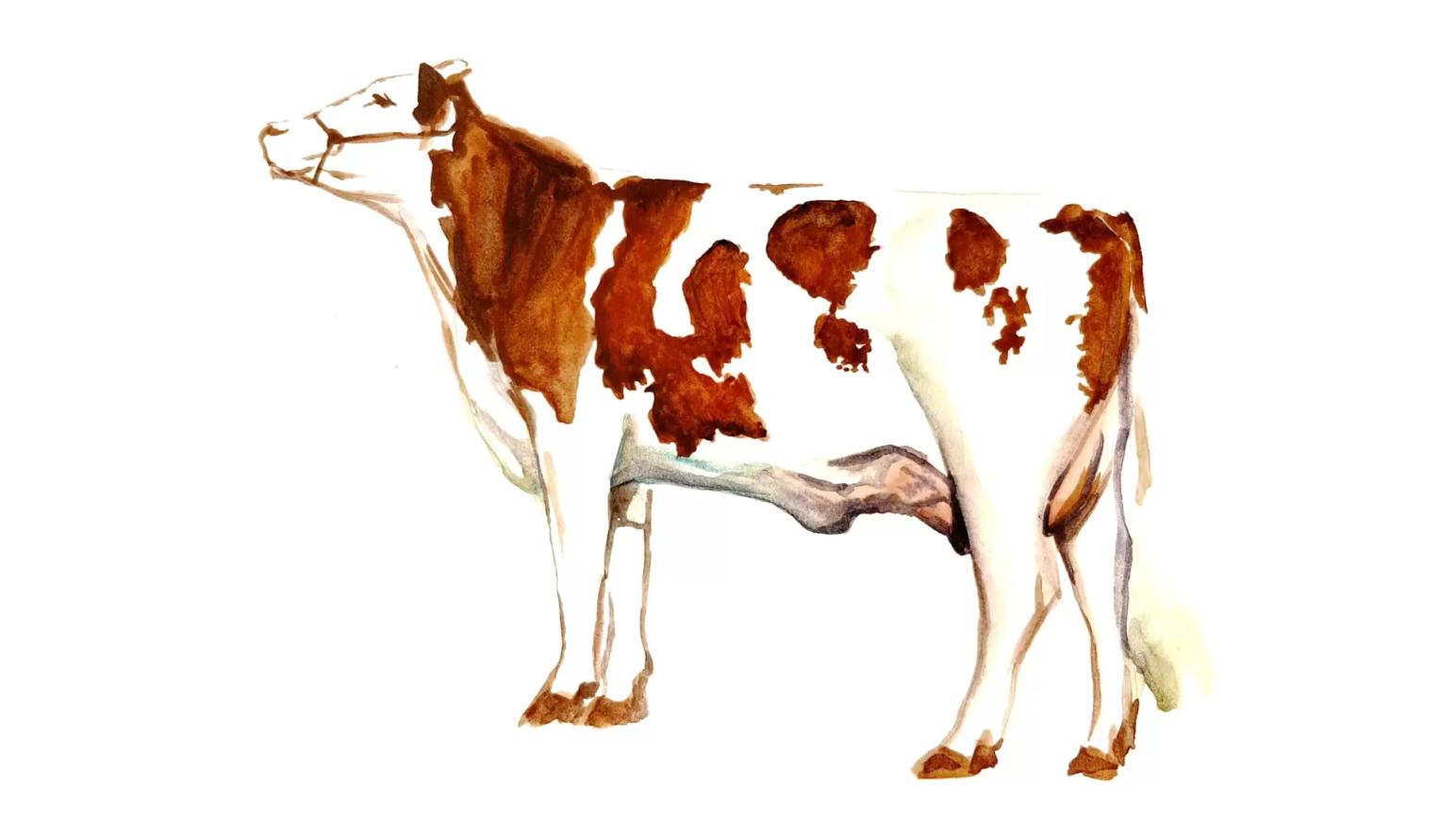 Монбельярдская порода коров