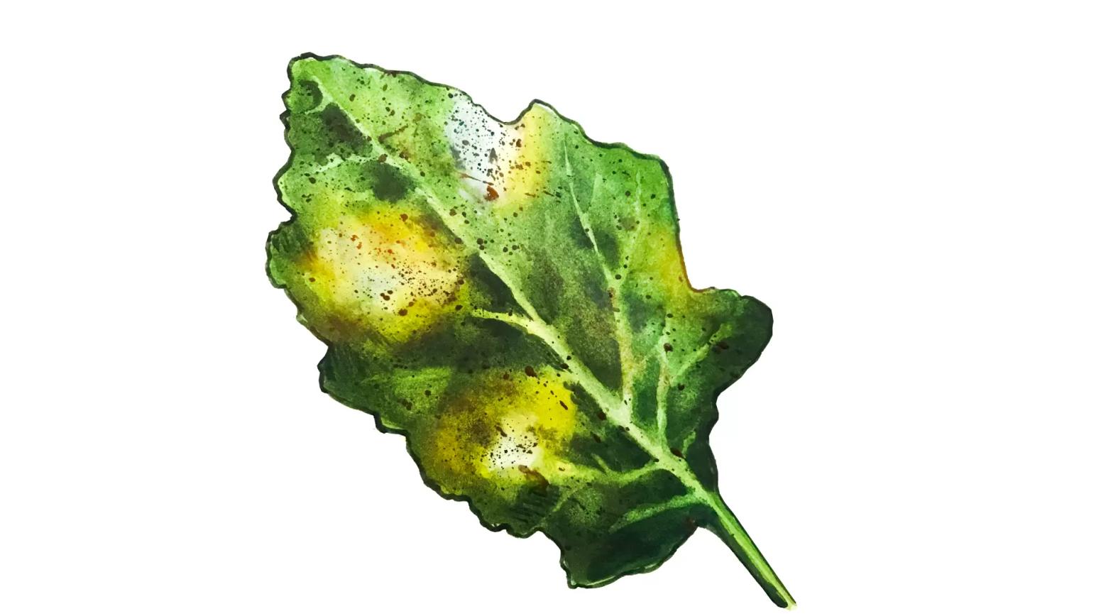 Фомоз рапса