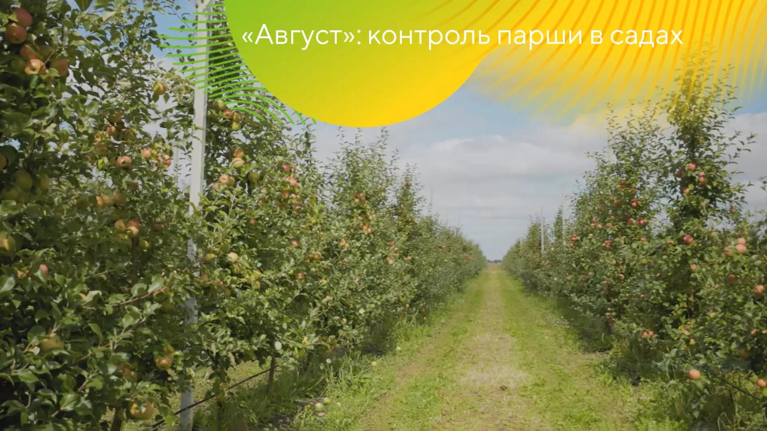 Парша яблони – «Август» держит защиту!