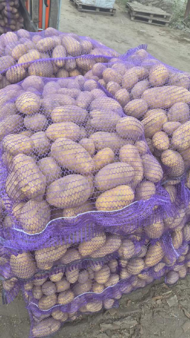 Стоит ли выращивать картофель, купленный в продуктовом магазине. Часть 2.
