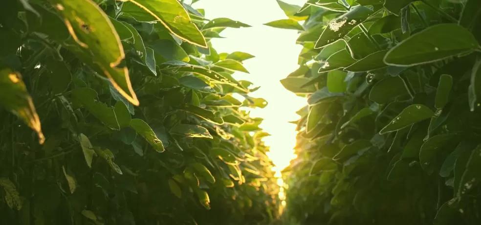 Ожоги на сое после гербицидов? Возможно, вы упускаете важный фактор💧