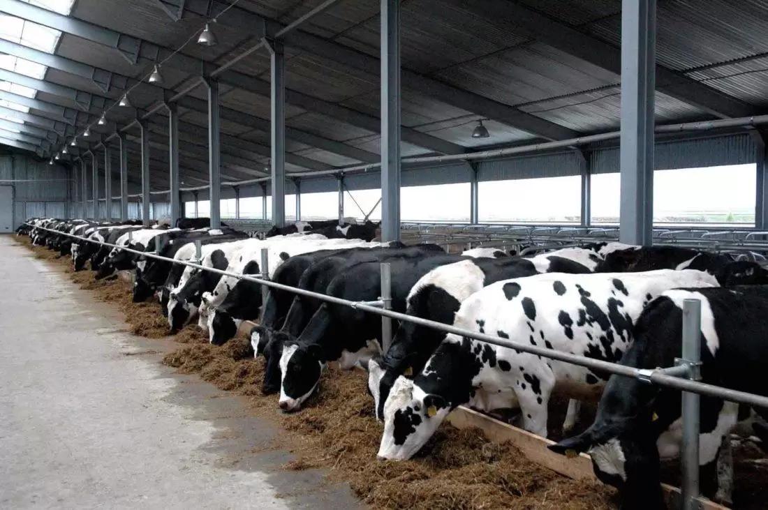 Шейный брус для КРС