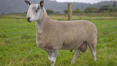 Голубомордый лейстер – порода овец