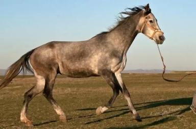 Иомудская порода лошадей