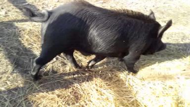 Восточно-балканская порода свиней