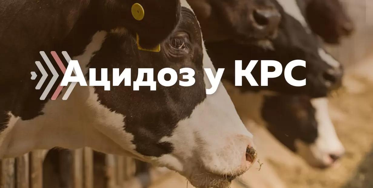 Ацидоз у молочных коров: причины, диагностика, профилактика, лечение