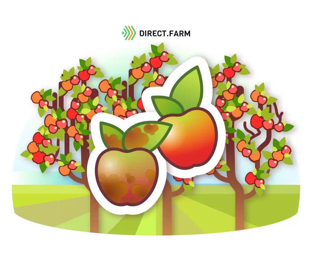 Как защитить яблоню от парши и мучнистой росы?