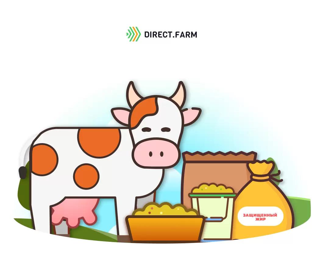 Как кормить коров защищенными жирами?