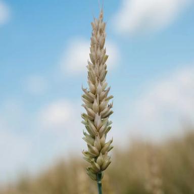 Пшеница мягкая озимая СТРГ 8060 15