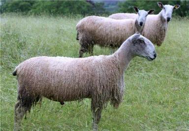 Голубомордый лейстер – порода овец