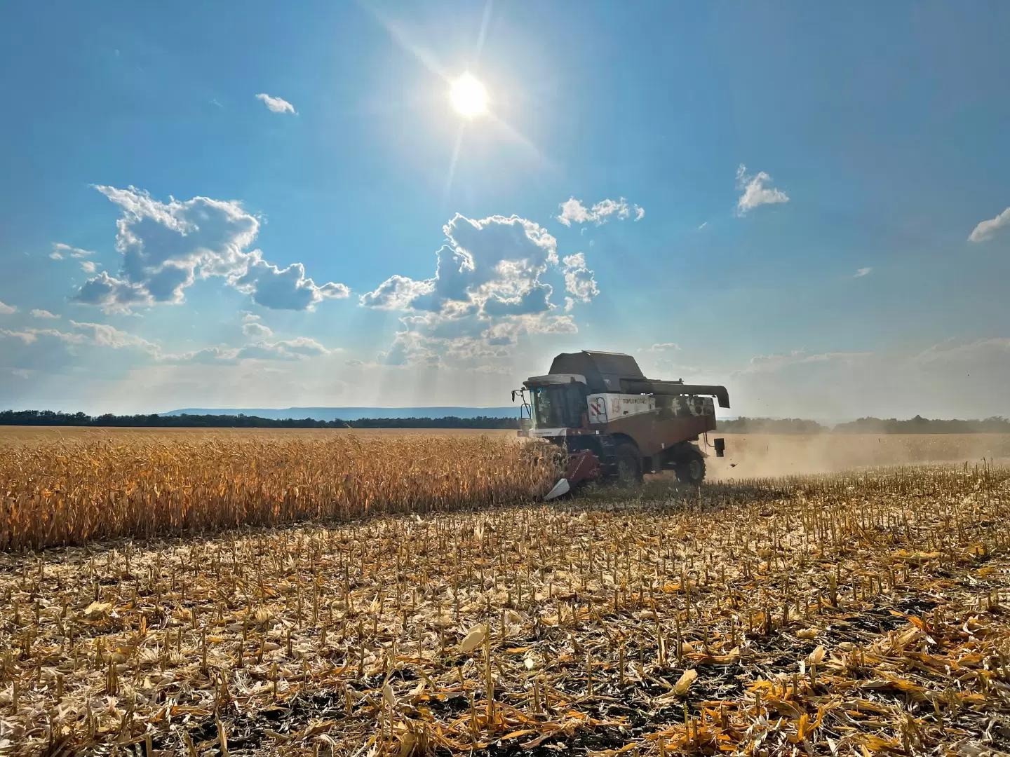 Защита кукурузы от сорняков в условиях переувлажнения
