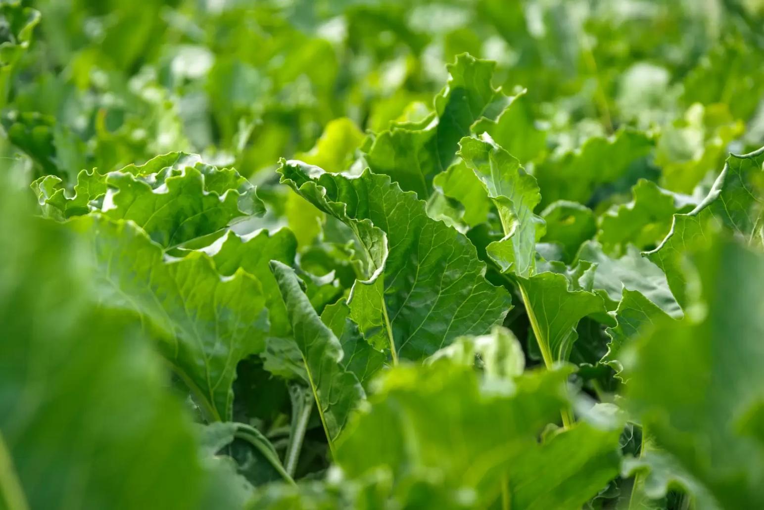 Почвоподготовка под сахарную свеклу в ЦЧР