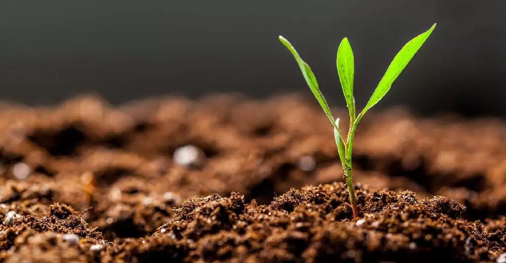 Кислотность почвы pH важно