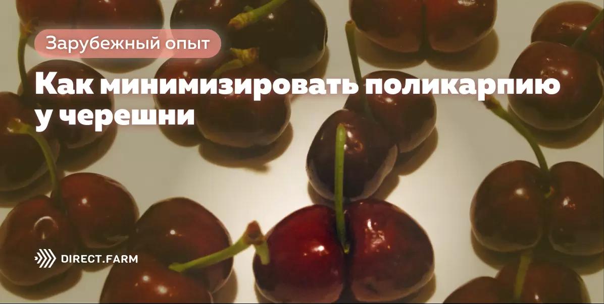 Как минимизировать поликарпию у черешни